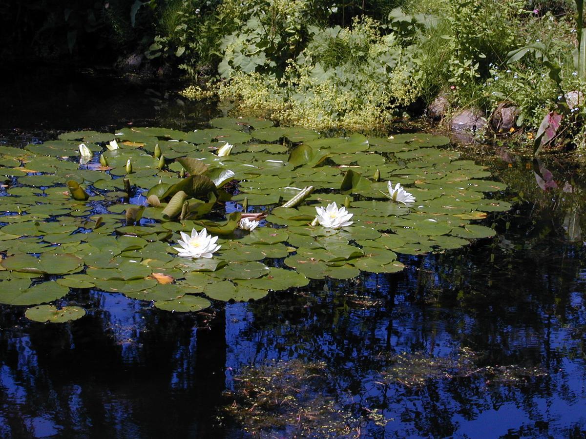 Seerose Alt Wendischthun Zewnętrze zdjęcie